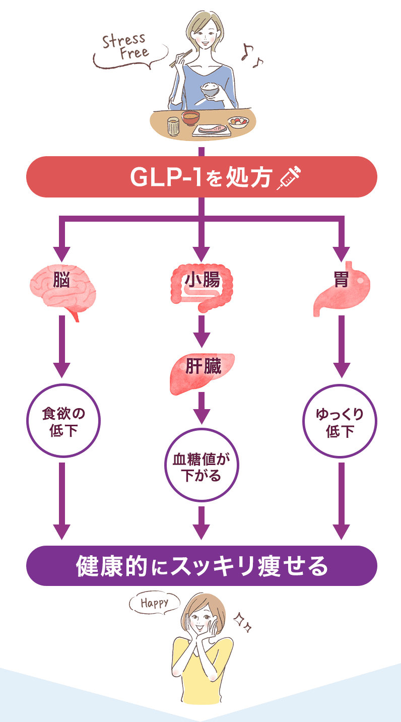 GLP-1の仕組み