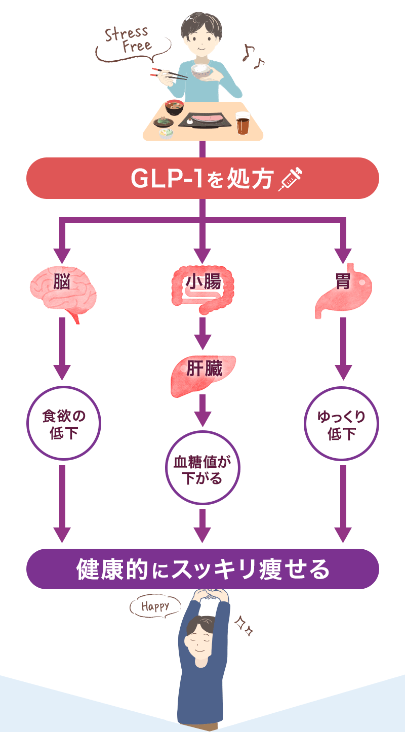 GLP-1の仕組み